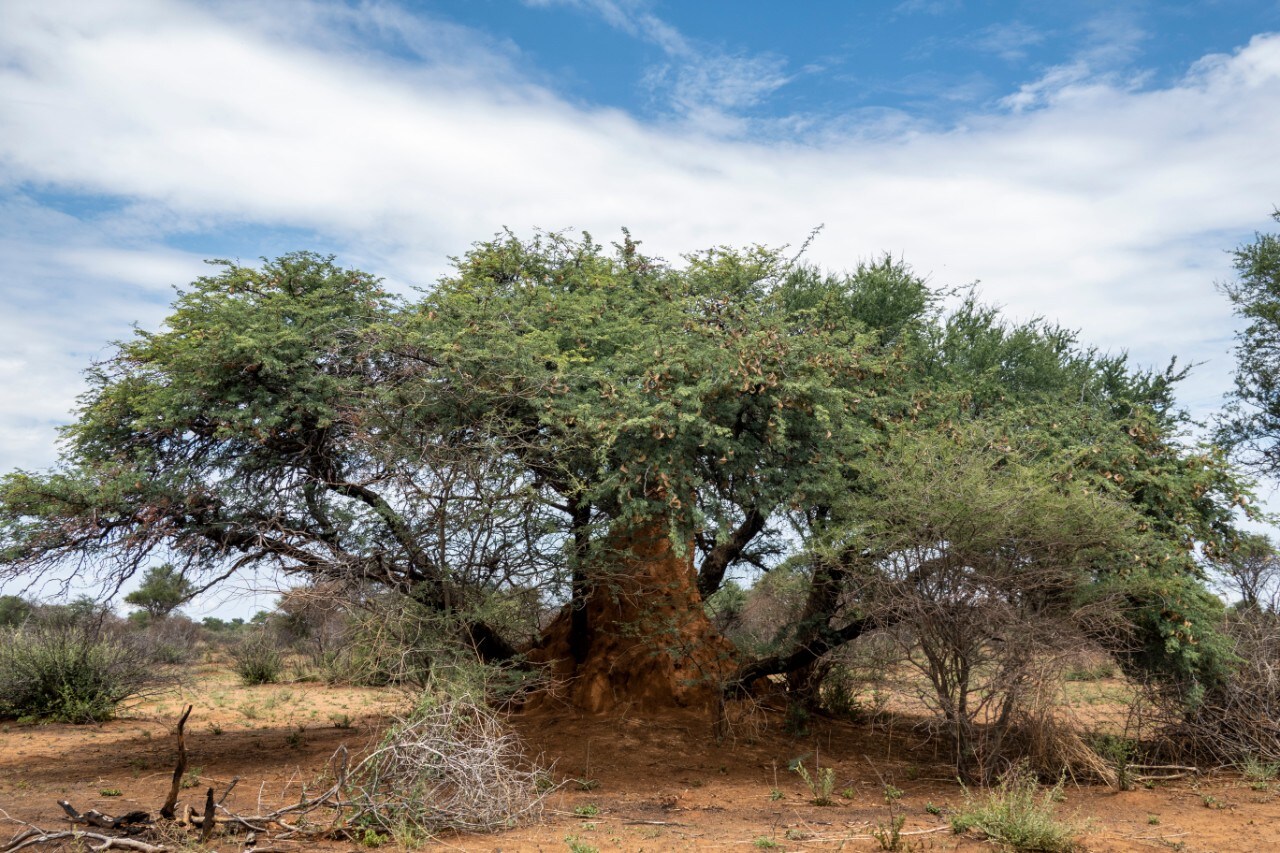 Turismo: Transafrica